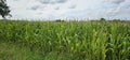 A green large corn field with clouds in the background Royalty Free Stock Photo