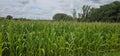 A green large corn field with clouds in the background Royalty Free Stock Photo
