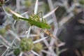 Green large grasshopper sitting on the Eryngium campestre Royalty Free Stock Photo