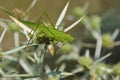 Green large grasshopper sitting on the Eryngium campestre Royalty Free Stock Photo