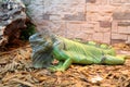 Green large iguana on a brick wall background