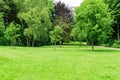 Green Large lawn with trees