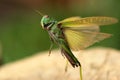 Green large Locusts flying with wide open wings, side view