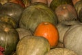 Green large pumpkins in the center of the orange, autumn harvest Royalty Free Stock Photo