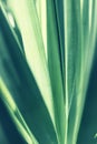 Green large twisted leaves background