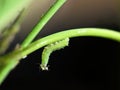 A green larva of a hoverfly, Syrphidae, feeding on aphids Aphis on chives, closeup of beneficial insects against aphids