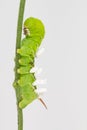 Green larva with wasp parasites