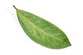 Green laurel leaf on white Royalty Free Stock Photo