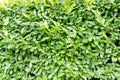 Green laurel bush background