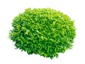 Green laurel decorative shrub