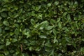 Green laurel foliage wall