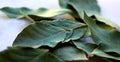 Green laurel leaf . Royalty Free Stock Photo