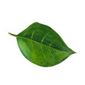 Green  laurel leaf isolated on white background.  Watercolor illustration Royalty Free Stock Photo