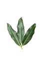 green laurel leaves isolated on white background Royalty Free Stock Photo