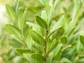 Green Laurel plants