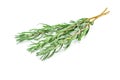 Green lavender branches