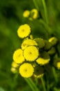 Green Lavender Flowers Royalty Free Stock Photo