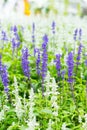 Green Lavender Field