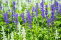 Green Lavender Field summer garden