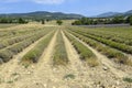 Green lavender fields without flowers Royalty Free Stock Photo