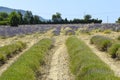 Green lavender fields without flowers Royalty Free Stock Photo