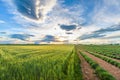 Green lavender fields Royalty Free Stock Photo