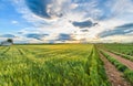 Green lavender fields Royalty Free Stock Photo