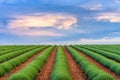 Green lavender fields Royalty Free Stock Photo