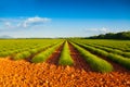 Green lavender fields in summer