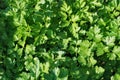 Green laves of parsley. Carved leaves. Royalty Free Stock Photo