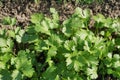 Green laves of parsley. Carved leaves. Royalty Free Stock Photo