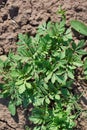 Green laves of Tagetes. Carved leaves. Royalty Free Stock Photo