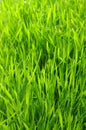 Green lawn