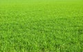 Green lawn Royalty Free Stock Photo