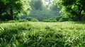 a green lawn background bathed in sunlight., the lushness of the grass and the warm glow of the sun, evoking a sense of Royalty Free Stock Photo