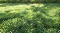 a green lawn background bathed in sunlight., the lushness of the grass and the warm glow of the sun, evoking a sense of