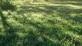 a green lawn background bathed in sunlight., the lushness of the grass and the warm glow of the sun, evoking a sense of Royalty Free Stock Photo