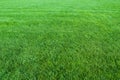 Green lawn background Royalty Free Stock Photo