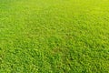 Green lawn background, cut and clean grass surface, best for soccer, tennis, volley ball or golf field. Shot at sunny summer day. Royalty Free Stock Photo