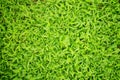 Green grass Royalty Free Stock Photo