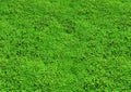 green grassland lawn background material