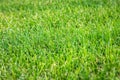 Green lawn background. Nature background. Green grass texture Royalty Free Stock Photo