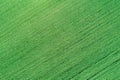 Green lawn background. Spring fresh lawn carpet Royalty Free Stock Photo