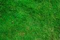 Green lawn, Backyard for background, Grass texture, Green lawn for background Royalty Free Stock Photo