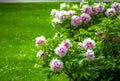 Green lawn and blooming tree peonies - Paeonia suffruticosa