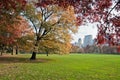 Green lawn in Central Park Royalty Free Stock Photo