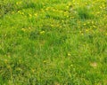 green lawn with dandelions and weed summer background