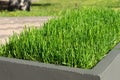 Green lawn in decorative flower beds on city streets. landscaping concept