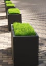 Green lawn in decorative flower beds on city streets. landscaping concept