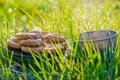 on a green lawn in the early foggy morning. tea Royalty Free Stock Photo